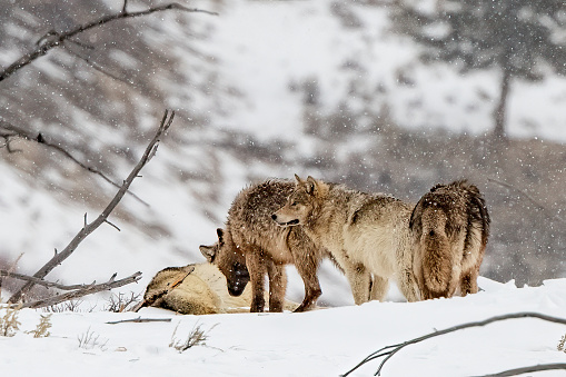 Wolf pack looks for a quiet place to rest after a big meal in northwestern Wyoming, Yellowstone National Park, USA, North America.