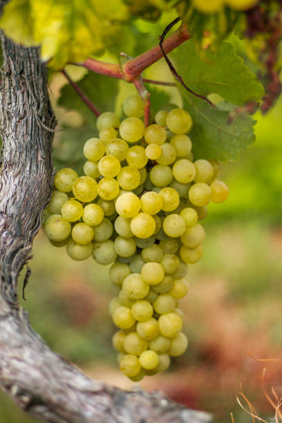 vitis vinifera 'alvarinho', - vinifera стоковые фото и изображения