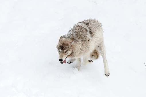Wolf running at full speed to get away from others in northwest Wyoming, Yellowstone National Park USA.