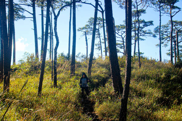 istock Mountain pine forest in Thailand 1444000083