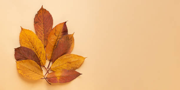 istock Dry autumn leafs on pastel background.Banner with negative space. 1444000885