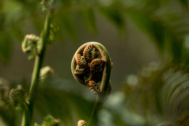 istock Spiral fern sprout 1444003386