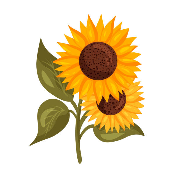 Seamless Outlined Cartoon Sunflower Background Illustrations, Royalty-Free  Vector Graphics & Clip Art - iStock