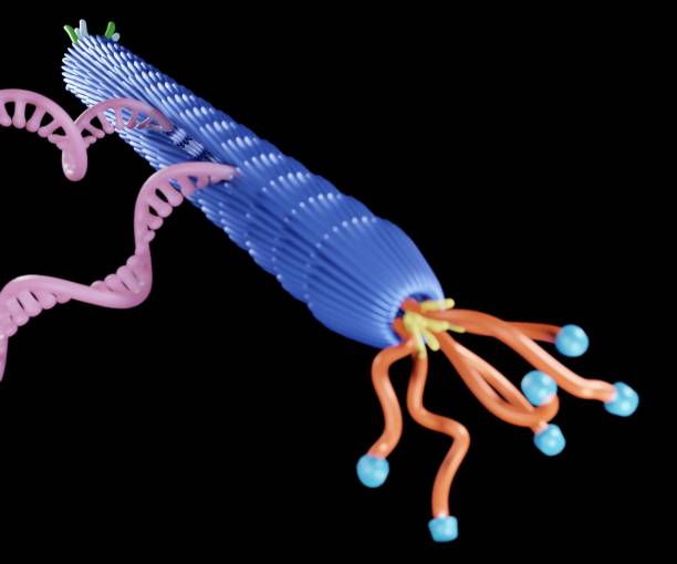 istock Group of filamentous M13 phage virus 1444008163