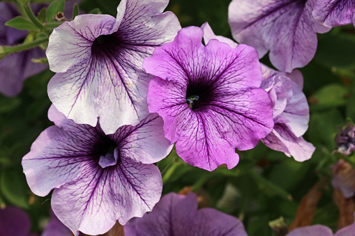 Purple petunia, of unknown variety, flowers with dark veins in a hanging basket with a blurred background of leaves and flowers.