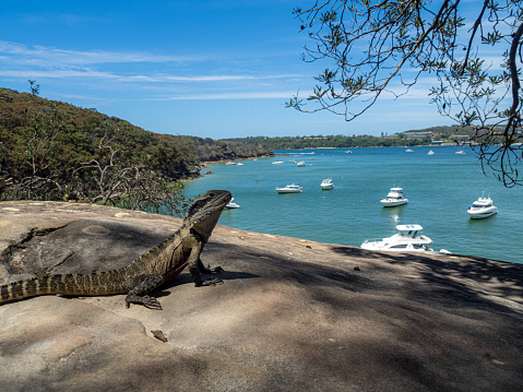 Water Dragon photographed on the Spit Bridge to Manly Beach walk – an iconic Sydney walk.