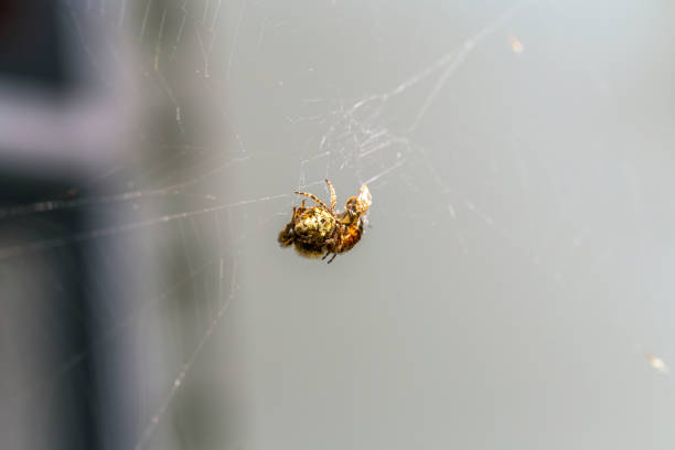 European garden spider, diadem spider, orangie, cross spider or crowned orb weaver Eating close up