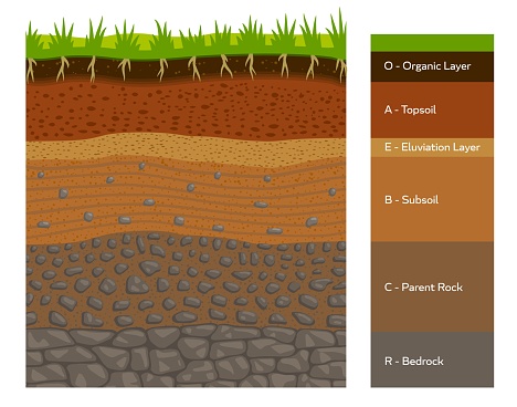 Soil layer infographic, earth geology formation bedrock, parent rock, subsoil, eluviation layer, topsoil and organic layer cross section view. Ground and underground surface vector infographics chart