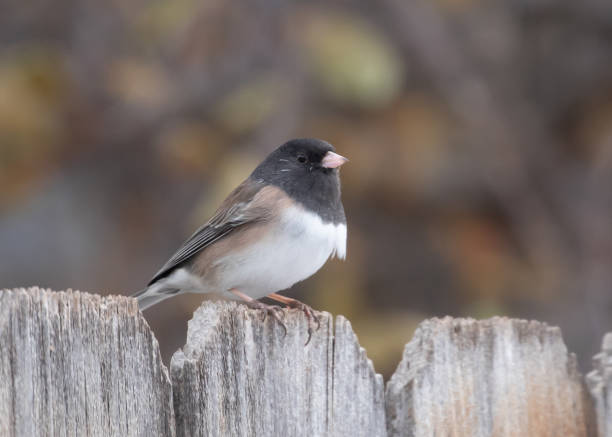 istock Dark-eyed junco Oregon junco Fort Collins Colorado 1444019292