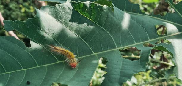 istock rainy season and caterpillars 1444019328