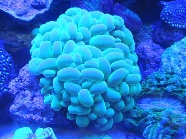istock Green sea anemone 1444021889