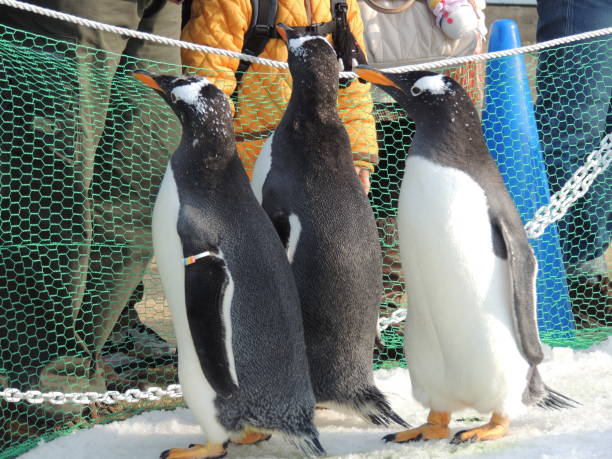 istock Penguins looking at people 1444022088