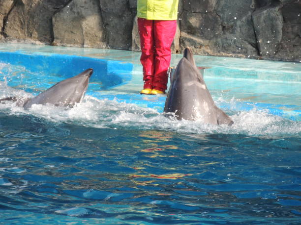 istock Dolphins waiting for food 1444022185