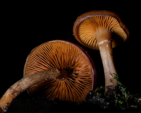 Pair of poisonous galerina mushrooms