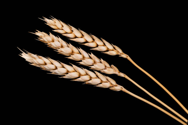 Ripe ears of wheat on a black background