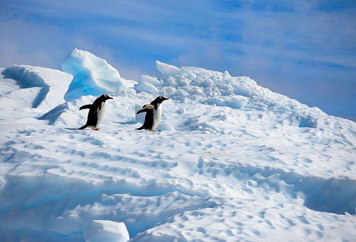 Adelie Penguins are a species of penguin common along the entire coast of the Antarctic continent, which is the only place where ithey are found. It is the most widespread penguin species.