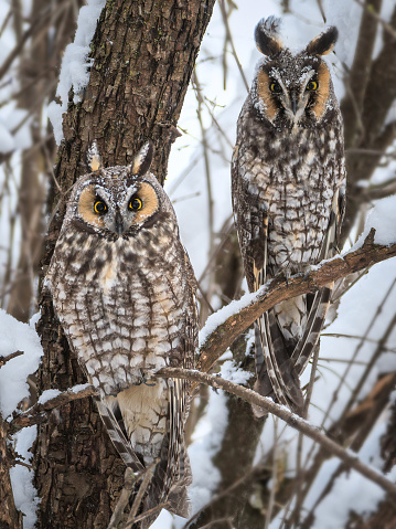 pair of long eared owls in the snow