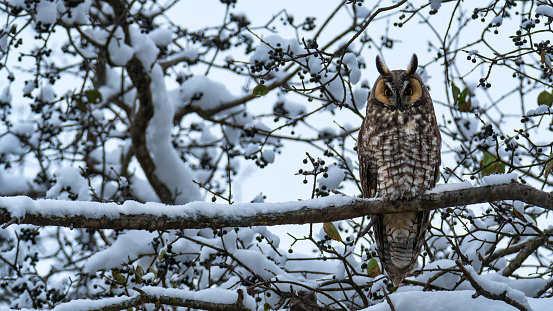 long eared owl winter wonderland