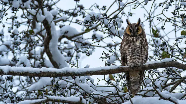 Photo of long eared owl winter wonderland