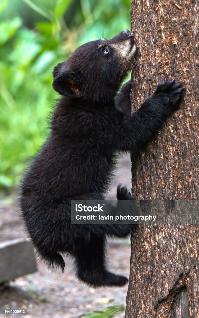baby bear climbing up a tree Panda - Animal Stock Photo