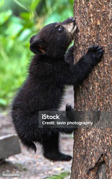 Baby Bear Climbing Up A Tree Stock Photo - Download Image Now - Panda - Animal, Animal, Animal Hair
