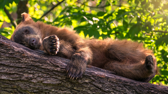 bear sleeping on a tree