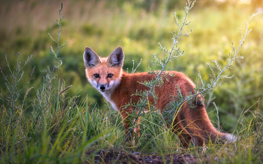fox kit in a field