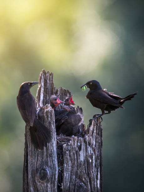 Common Grackle (male) (quiscalus quiscula) clinging to a bird feeder pole