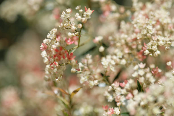 Australian Christmas Bush beginning to flower Australian Christmas Bush (Ceratopetalum gummiferum) beginning to flower. Small soft white pink and red flowers forming on a shrub. australian wildflower stock pictures, royalty-free photos & images