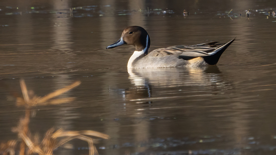 The pintail or northern pintail is a duck with wide geographic distribution that breeds in the northern areas of Europe, Asia and North America