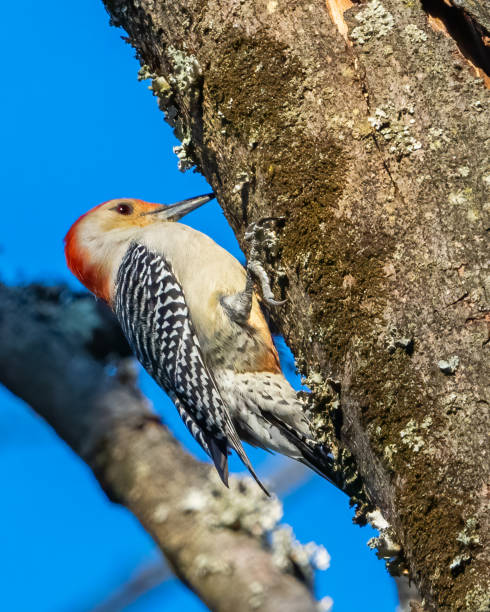 istock Red Bellied Woodpecker 1444038991