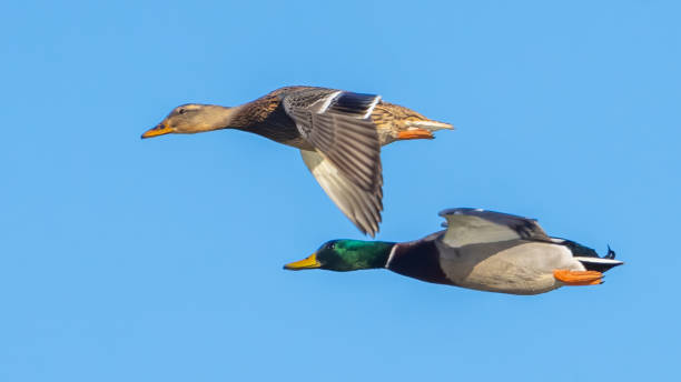 Male Mallard duck in flight