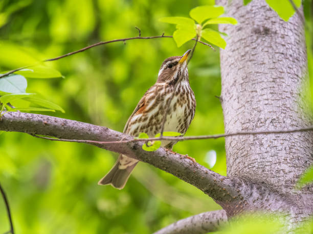 istock Wood bird Redwing, Turdus iliacus, sits on tree branch 1444039067