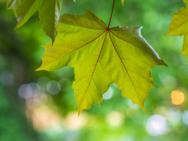 istock Spring branches of maple tree with fresh green leaves on blurred background 1444039069