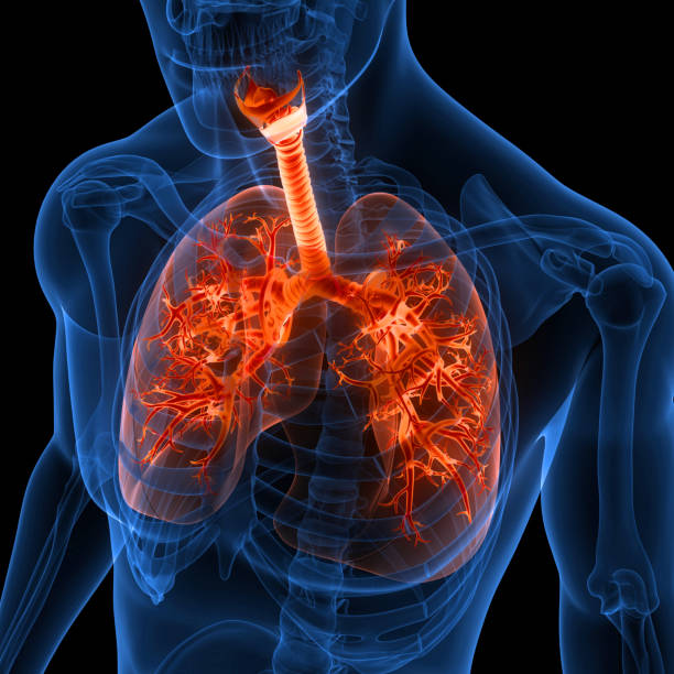 anatomia humana dos pulmões do sistema respiratório - human lung tuberculosis bacterium emphysema human trachea - fotografias e filmes do acervo