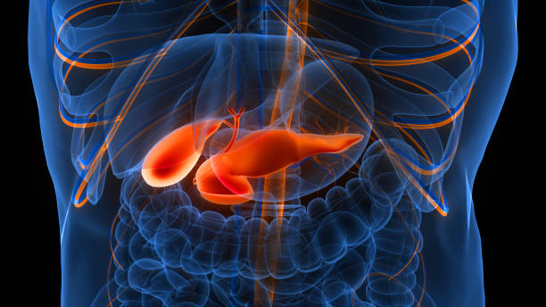 istock Human Internal Organs Pancreas with Gallbladder Anatomy 1444039893