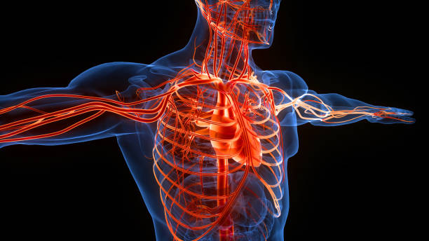 istock Human Circulatory System Heart Anatomy 1444039945
