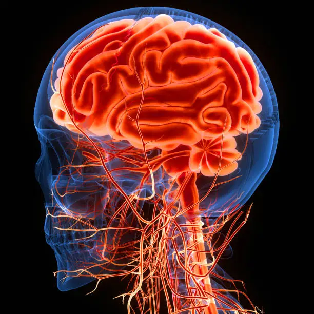 Photo of Central Organ of Human Nervous System Brain Anatomy