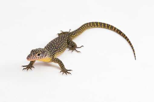 The mangrove monitor or Western Pacific monitor lizard Varanus indicus isolated on white background