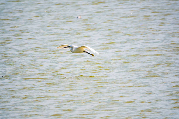 Little Egret in Flight. Small White Heron, lat. Egretta garzetta