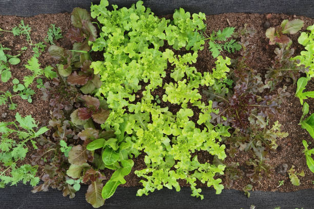 istock Growing organic vegetable farms 1444045894