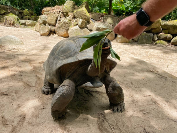 istock Giant tortoises eating leaves 1444046208
