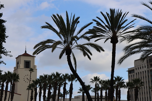 Union station palm trees located in Los Angeles