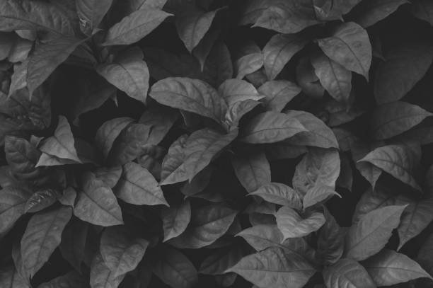 istock Dark black tropical leaf group background. Nature panoramic background concept, black and white photo. 1444048490
