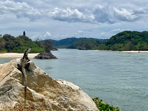 Horizontal seascape of Australian eastern water dragon sunning on sandstone promenade rock looking out over river mouth next to beach under cloudy sky at Brunswick Heads NSW Australia