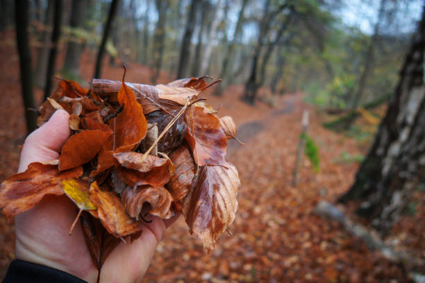 istock colorful autumn leaves held up with one hand 1444050344