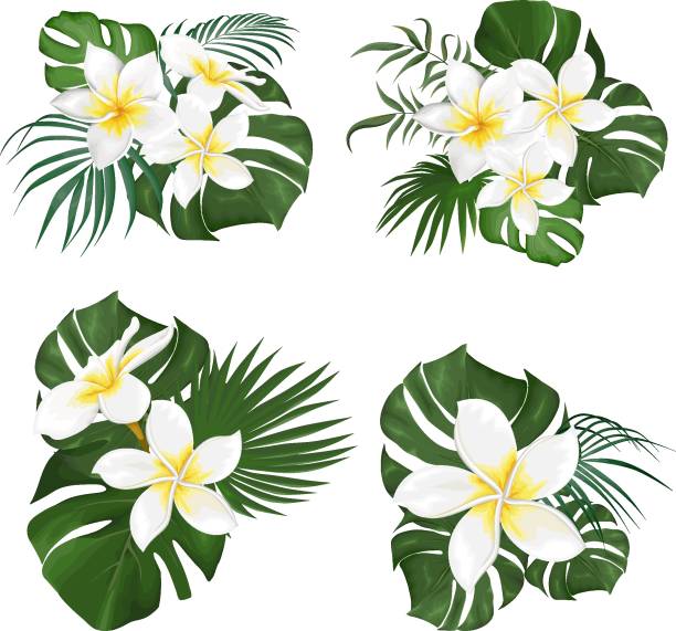 drukować - frangipani stock illustrations