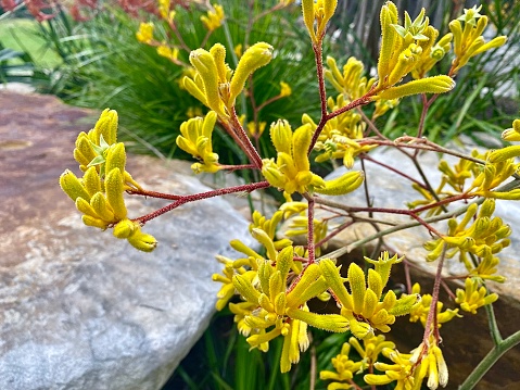 Horizontal looking down to vibrant yellow kangaroo paw flowering plant growing wild in bloom with green bush below Australia