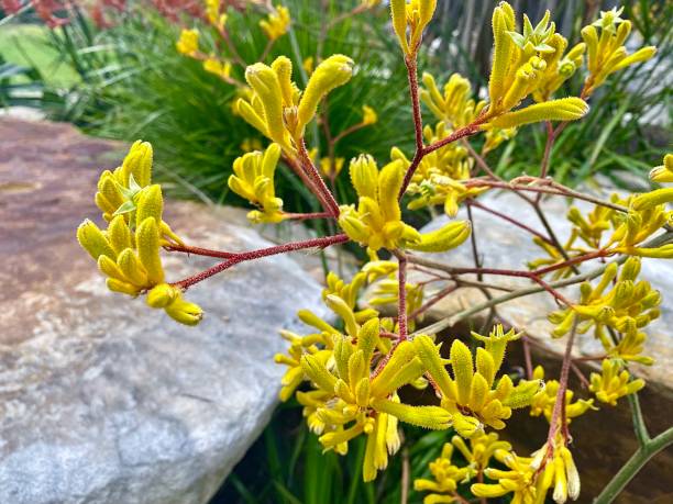 Yellow Kangaroo Paw Flowers stock photo
