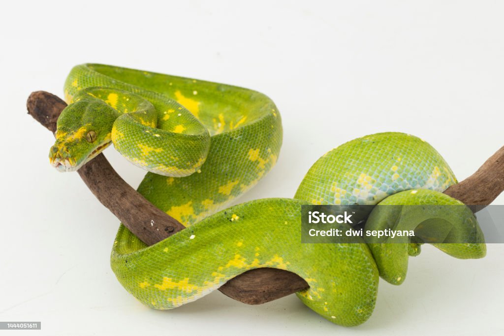 Photo libre de droit de Arbre Vert Python Morelia Viridis Serpent Biak ...